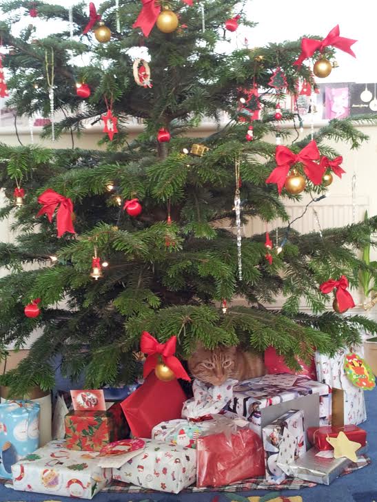 単独表示 Tora.jpg