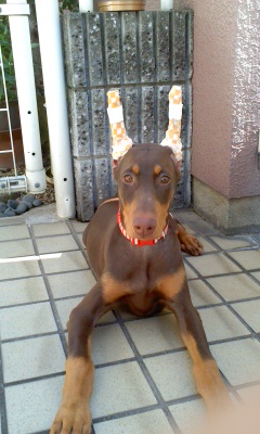 単独表示 クラウス耳　９　２８.jpg