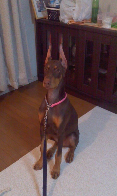 単独表示 クラウス　耳立つ.jpg