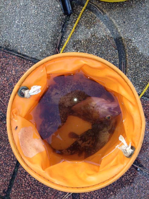 単独表示 image-1.jpeg