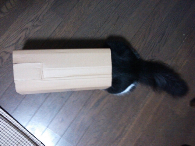 単独表示 o0640048012579783698.jpg