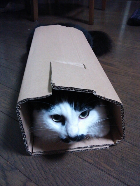 単独表示 o0480064012579783648.jpg